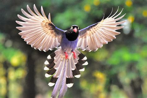 How birds fly: New USC study examines the evolution of flight feathers