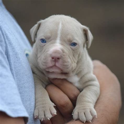 50 Blue Nose Pitbull Puppies For Sale Near Me Info