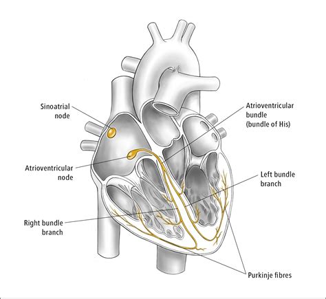 Conduction System Of The Heart Diagram