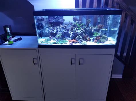 gallon breeder tank  overflow wese aquarium fish