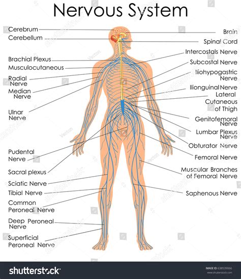 Central Nervous System Diagram Chart / Central And Peripheral Nervous System / Create healthcare ...