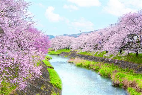 水辺と桜のコラボが最高！「水辺の桜」＆立ち寄りスポット