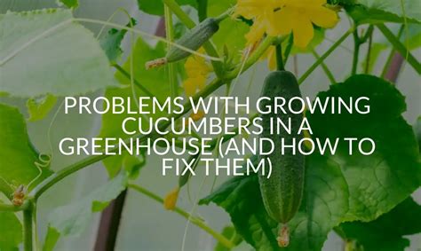 Problems With Growing Cucumbers In A Greenhouse And How To Fix Them