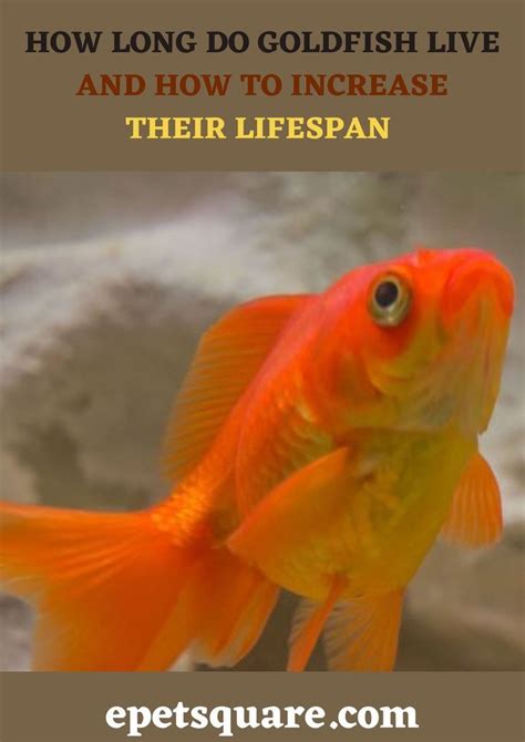 Goldfish Lifespan: Tips to Increase Their Longevity