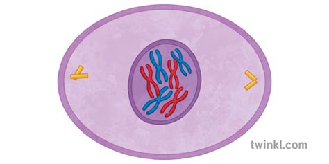 Prophase Mitosis Illustration - Twinkl