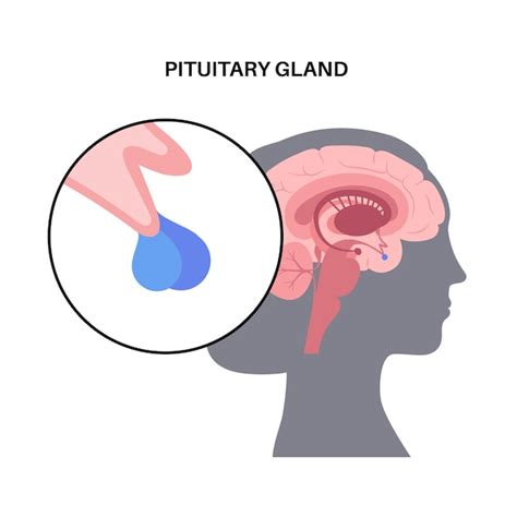 Premium Vector Pituitary Gland Anatomy Human Endocrine System Brain