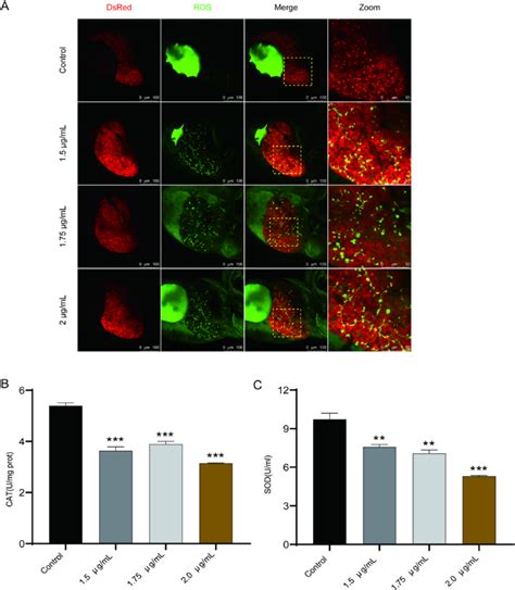 Ticlopidine Induced The Upregulation Of Oxidative Stress In Zebrafish