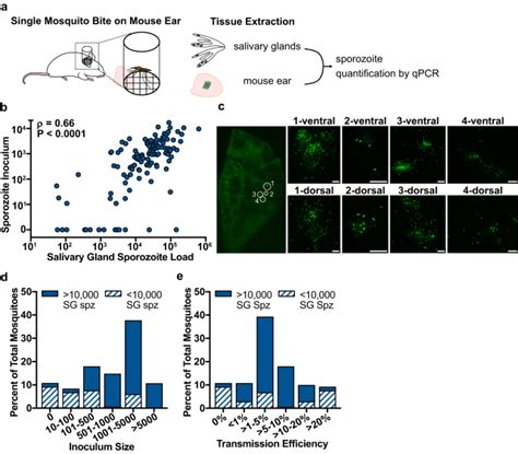 Revisiting The Plasmodium Sporozoite Inoculum And Elucidating The