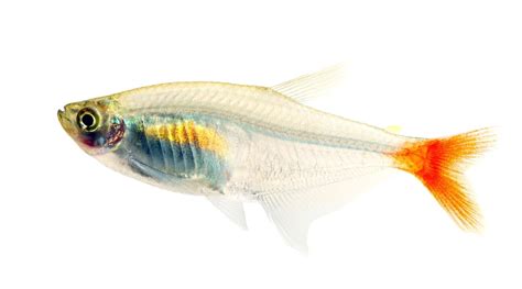 Bloodfin Tetra Care Guide - Diet, Breeding & More » Petsoid