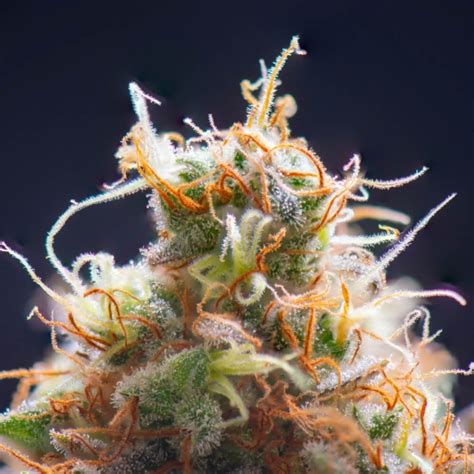 The 10 Highest Thc Strains Youll Want To Try Thc Design