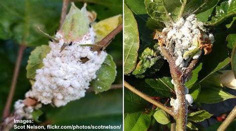 Mealybugs On Plants Effective Ways To Kill These White Bugs