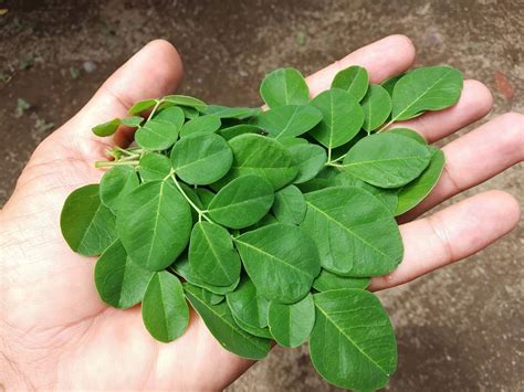 health benefits  malunggay moringa