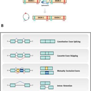 Splicing process. (A) Summary of the process of splicing, showing how ...