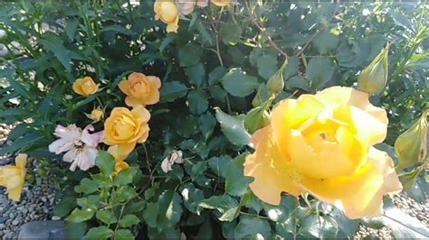 Роза Сахара. Sahara rose. Опаленная солнцем - YouTube