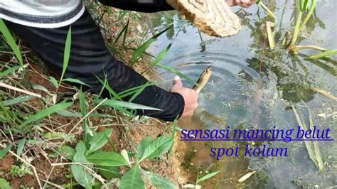 Sensasi Mancing Belut Di Spot Kolam Mantap Youtube