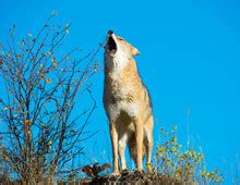 Coyote Howl Free Stock Photo - Public Domain Pictures