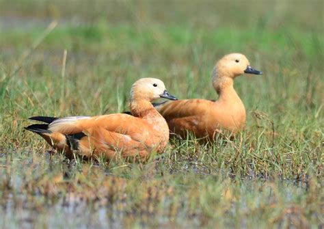 Free Images Nature Grass Prairie Wildlife Beak Fauna Outdoors