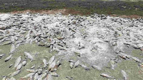 Muerte De Peces Por Sequ A En Chihuahua Ser A Riesgo Para La Salud