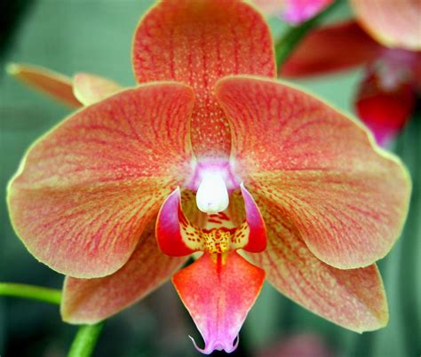 Orange Orchid Flower Photograph by Amy McDaniel | Fine Art America