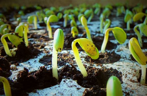 7 Pumpkin Growing Stages From Seeds To Harvest