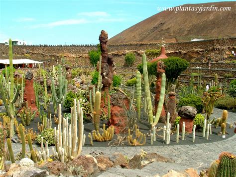 Jard N De Cactus De C Sar Manrique En La Isla De Lanzarote En Las Islas