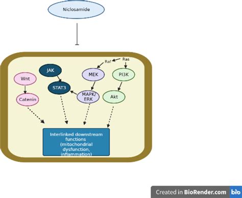 Effect Of Niclosamide On Erkmapk And Related Pathways Niclosamide Has Download Scientific