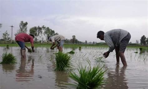 Kharif Crop Sowing Exceeds Lakh Hectares Centre