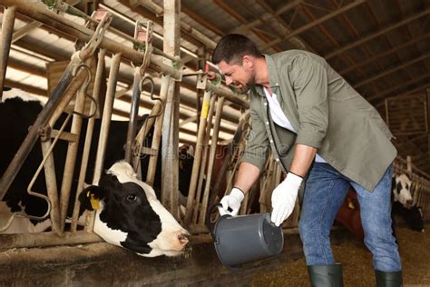 Criador Alimenta a Vaca En Granja Ganadería Imagen de archivo Imagen