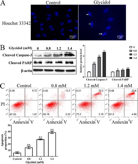 Glycidol Induces Apoptosis In Huvecs A Huvecs Were Exposed To Mm