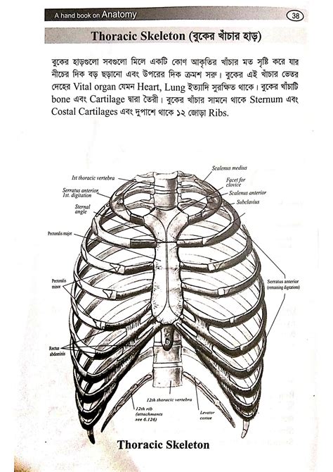 SOLUTION Bangla Anatomy Studypool