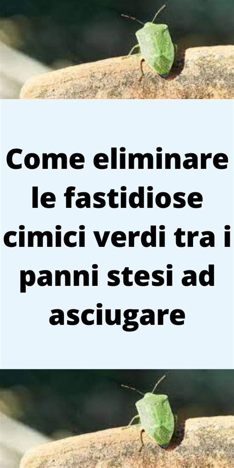 Come Eliminare Le Fastidiose Cimici Verdi Tra I Panni Stesi Ad