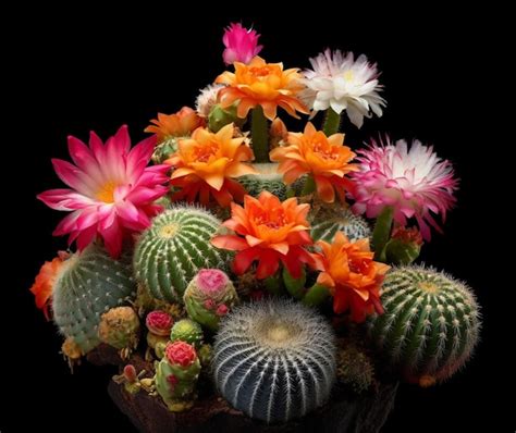 Premium AI Image | The unique beauty of Mexican cacti