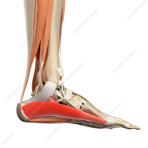 Foot muscles - Stock Image - F016/2518 - Science Photo Library