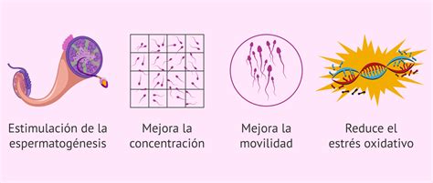 Ventajas De La Acupuntura Para La Fertilidad Masculina