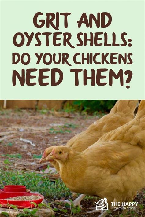 Grit And Oyster Shells Do Your Chickens Need Them