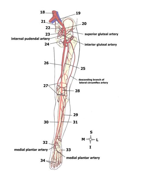 Arteries Of The Body Quiz