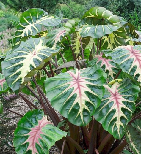 Live Colocasia Waikiki Elephant Ears Taro Plant Etsy