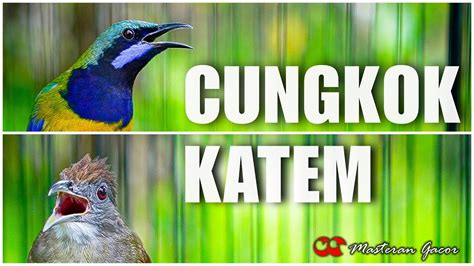 CUCAK CUNGKOK VS KAPAS TEMBAK GACOR AMPUH BUAT MASTERAN TEMBAKAN BURUNG