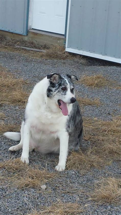 A New Leash On Life 180 Pound Dog Loses Weight Ctv News