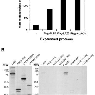 Laz Interacts With Hdac A Laz And Plzf Recruit A Hdac Activity