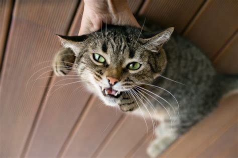 6 Reasons to NEVER Scruff a Cat | Great Pet Care