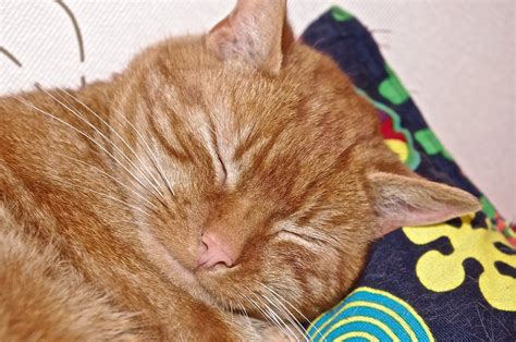 Sleepy Cat Free Photo Download Freeimages