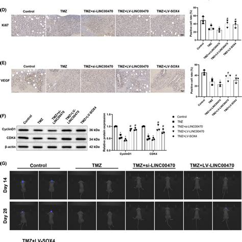 Temozolomide Treatment Delays Glioblastoma Growth In Nude Mice Via The