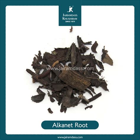 Alkanet Root Arnebia Nobilis Ratanjot Herbs Jairamdass Khushiram