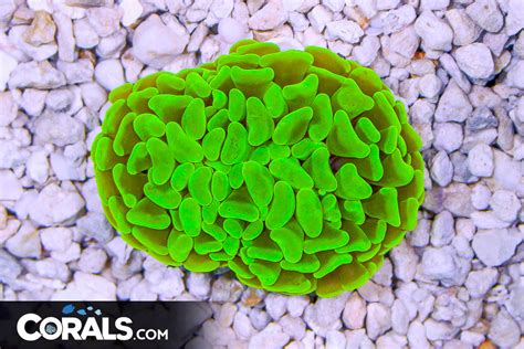 Branching Hammer Australia Head Yellow Marble Corals