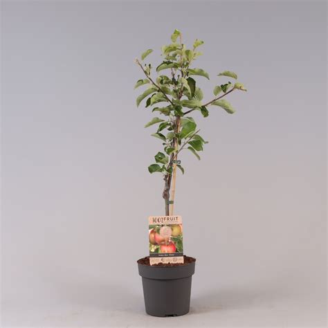 Malus Domestica Elstar Plant Wholesale FlorAccess