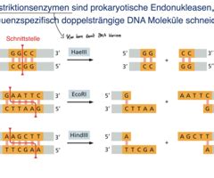 Molekularbiologische Methoden Rekombination Genkartierung