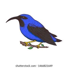 297 Purple Honeycreeper Images, Stock Photos & Vectors | Shutterstock