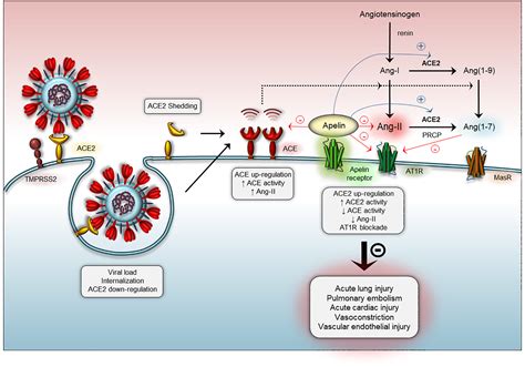 Apelin Potential Therapy For COVID 19 Journal Of Molecular And