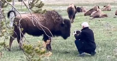 Photographer Gets Way Too Close To Bison In Yellowstone Park Petapixel